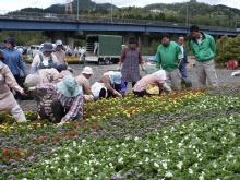 �ԂƗ΂̕���̊F�l�̐A������