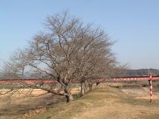 �s���O�����h��������� �i�q���ߐ��S��