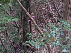 ��R�R����k�ɉ����ƌÓ��炵���ɏo���A�����ւ��ǂ蒅�����B