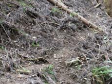 �Ő��̓�ɏオ���R�|�X�B�Ő��t�߂́A�A�т̎��Ԃ��オ�����B