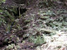 �o��r���ł͌����Ă��Ȃ������B���̃��|�g�i���o�R�|�X�H�j�͓o�R���ɂ͂Ȃ��B