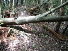 ������O�̃s�|�N�t��