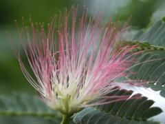 ���L�΂��Ĉ����񂹂ĎB�e