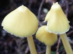 �l���R�o�R��