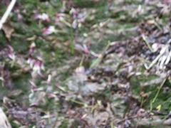 �}��̉���E�̓�ғ�