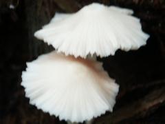 �����ݏꏭ���㍶�E�ɌQ��