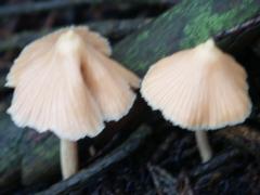 �L�O��o�R�������ݏ�̏�����