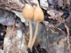 ���R�L�O�葤