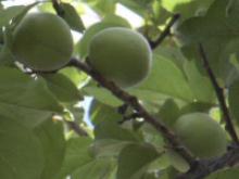 �}�ɕt���~�̎�