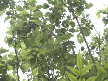 ���N�͔~���L��