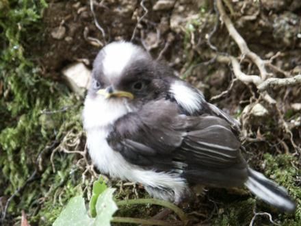 �܂���ׂȂ������̑�����