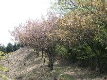 ���O���̕��؂�����