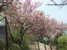 ���R����̍�����