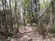 ����t�߂͎G�ؗсB