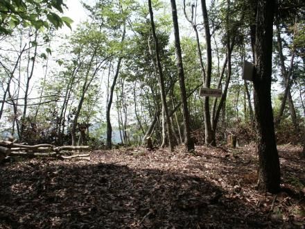 �l���R����B�W�]���������A���R�Ȃǌ����Ȃ��B�b�P�x�i���؁j�A���ԁi���Áj�̕����W�]���悢�B