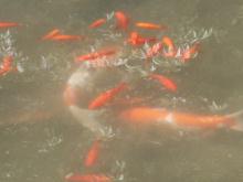 波多野記念碑瓢箪池で元気に泳ぐ緋鯉たち