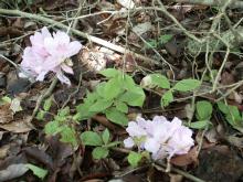 �R�c�c�W���Y��