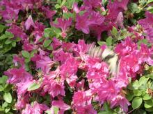 ���R�R���̂�