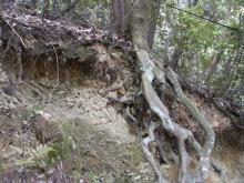 山際は土が大きくえぐれて根が浮いている状態が続く