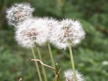 �^���|�|�̖Ȗт���������