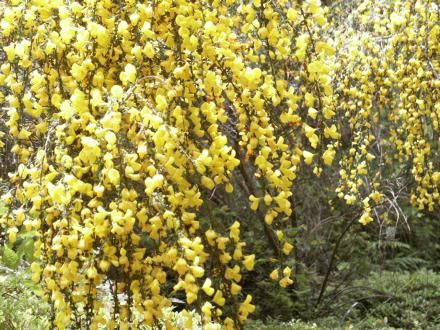 �^���F�̉Ԃ̂�����