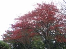 ���R����̍g�t