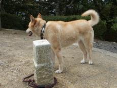 ���R�̎O�p�_�W��