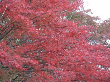 ���R�����̂̍g�t